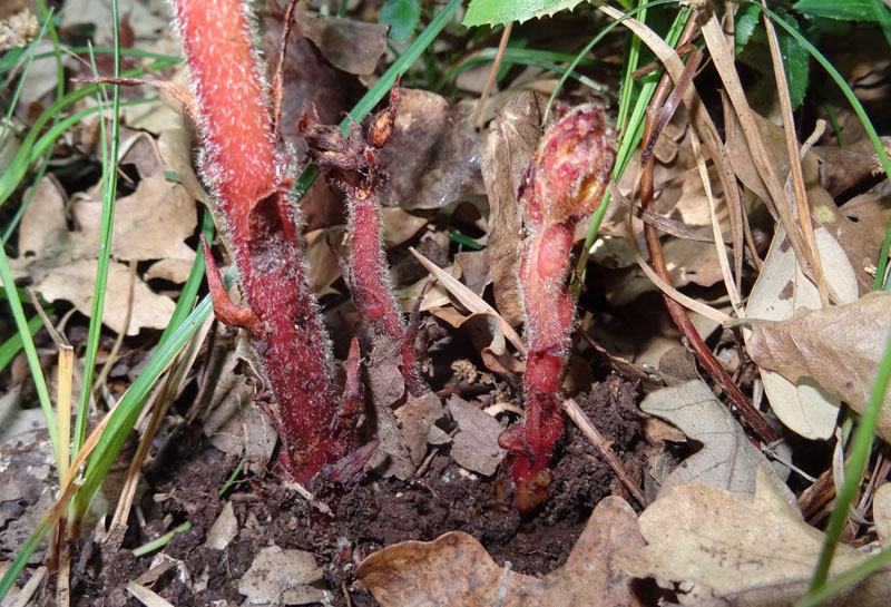 Orobanche hederae / Succiamele dell''edera